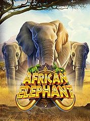 African Elephant